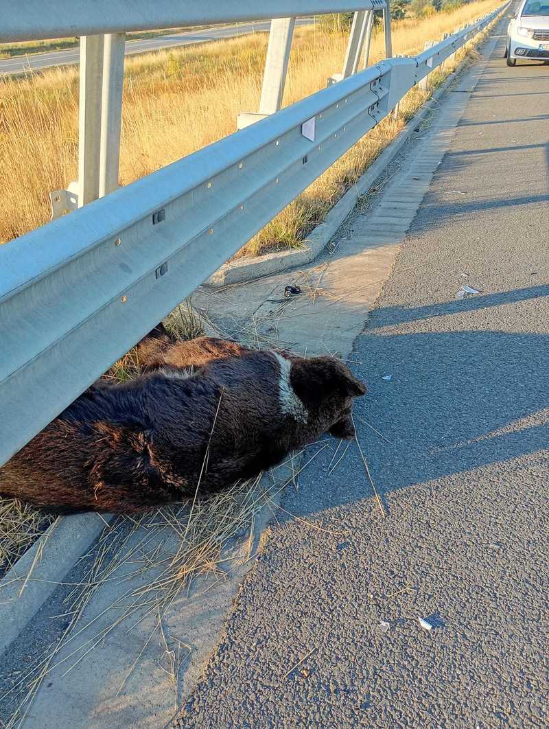 Alba: Pui de urs găsit mort pe marginea autostrăzii Sebeş-Turda - FOTO