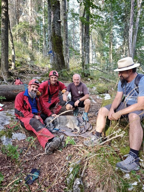 Bihor: Intervenţie inedită pentru recuperarea câinelui unui turist lituanian, după ce animalul a căzut într-un aven. Câinele a fost tranchilizat înainte de a fi scos dintre stânci - FOTO