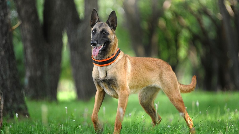 Braşov: Bărbat de 62 de ani, reţinut după ce câinele său a atacat un alt bărbat, care îşi plimba animalul de companie în zona Lacul Noua