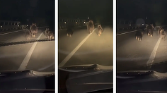 Urşi filmaţi pe carosabil, în judeţul Alba, pe podul peste autostradă – Pare a fi o ursoaică cu trei pui, care fug în faţa unei maşini, chiar pe benzile de circulaţie – VIDEO