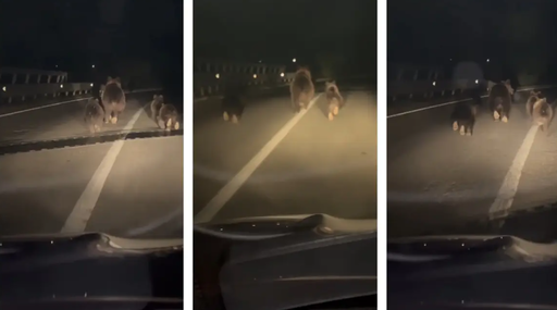 Urşi filmaţi pe carosabil, în judeţul Alba, pe podul peste autostradă – Pare a fi o ursoaică cu trei pui, care fug în faţa unei maşini, chiar pe benzile de circulaţie – VIDEO