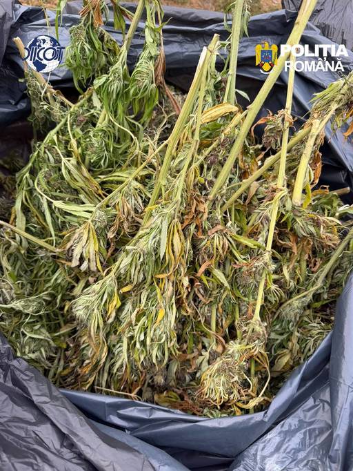 Cluj: Culturi de canabis, descoperite la marginea mai multor localităţi, în zone retrase, cu vegetaţie deasă. Zeci de kilograme de canabis, dar şi alte droguri, găsite la percheziţii. Patru persoane, arestate preventiv
