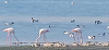 Păsări Flamingo, filmate pe malul lacului Techirghiol. Ornitolog: E doar o chestiune de timp până o să apară ca populaţie rezidentă, cuibăritoare, care să fie observabilă pe tot parcursul anului în România