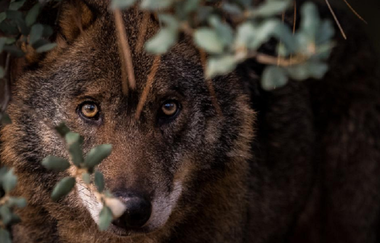 PE solicită obiective obligatorii pentru protecţia naturii şi a oamenilor. Eurodeputaţii vor adoptarea unui „Acord de la Paris” privind biodiversitatea