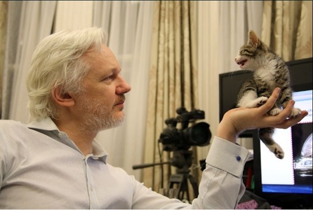 Marea Britanie: Julian Assange a primit ca animal de companie o pisică la ambasada Ecuadorului