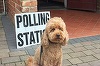 Câini în faţa secţiilor de vot din Marea Britanie, un nou trend pe Twitter