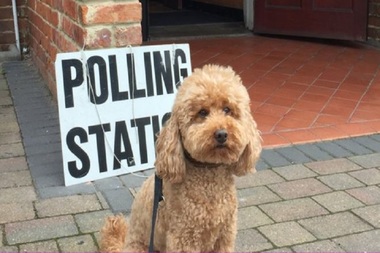 Câini în faţa secţiilor de vot din Marea Britanie, un nou trend pe Twitter