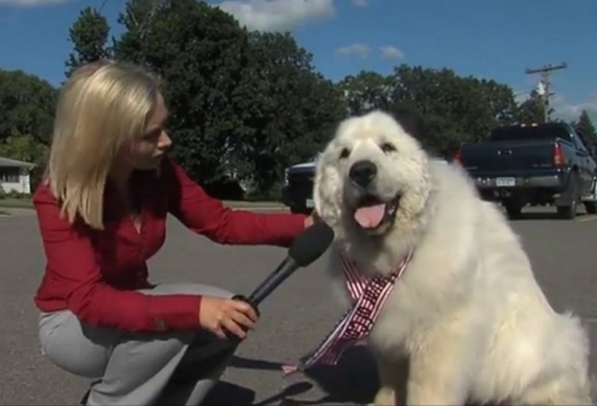 Un câine a obţinut al doilea mandat ca primar al unui sat din SUA. VIDEO