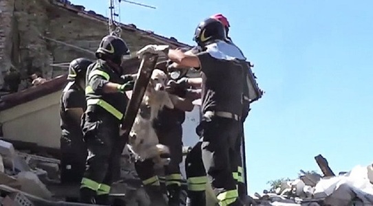 Un golden retriever, Romeo, salvat de sub dărâmături la nouă zile după cutremurul din Italia - VIDEO