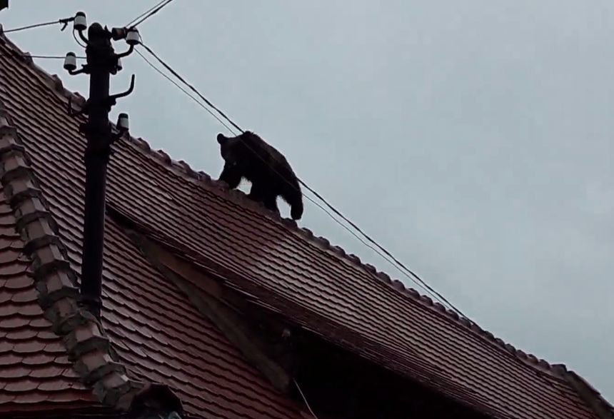 Presa internaţională scrie despre ursul împuşcat mortal de către autorităţi în centrul Sibiului