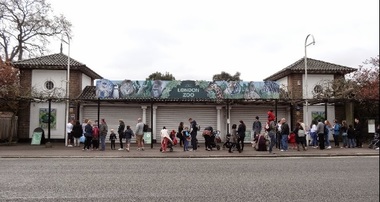 Operaţiune a autorităţilor britanice, după ce o gorilă a evadat de la London Zoo