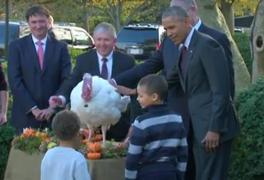 Obama a graţiat pentru ultima dată curcani înainte de Ziua Recunoştinţei