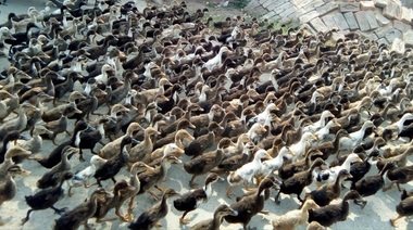 Autorităţile franceze au detectat la o fermă de raţe primul caz de gripă aviară H5N8