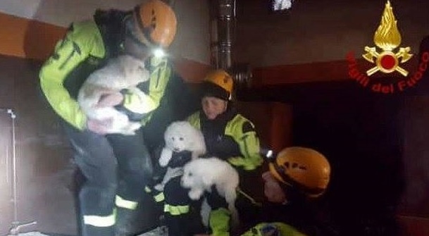 Autorităţile italiene au salvat trei căţeluşi din incinta hotelului Rigopiano, îngropat de o avalanşă mortală în Gran Sasso VIDEO