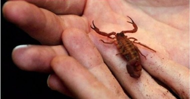 Un pasager al United Airlines a fost înţepat de un scorpion în timpul zborului