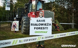 Ecologişti blochează tăierea unor arbori în pădurea virgină Bialowieza în estul Poloniei