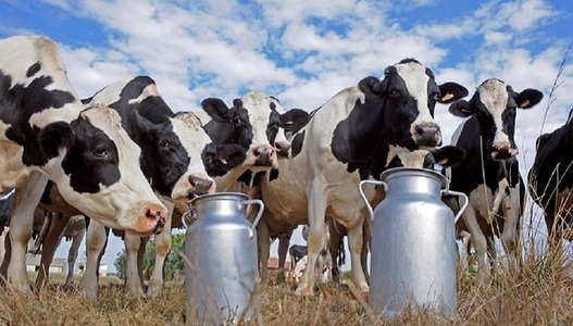 Prima cireadă de vaci Holstein, adusă cu avionul în Qatar pentru a atenua efectele embargoului