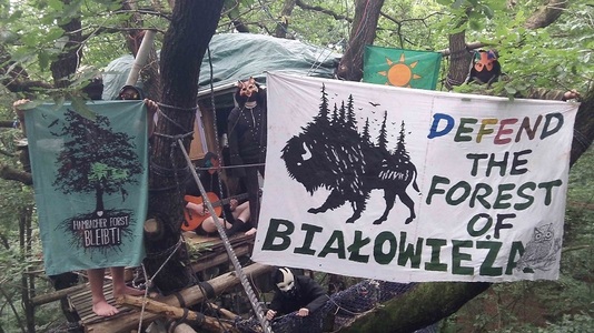 CJUE dispune ca Polonia să suspende tăierile de arbori în pădurea virgină Bialowieza