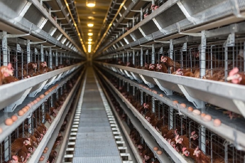 Milioane de găini ar putea fi sacrificate în Olanda, în urma contaminării ouălor cu insecticid
