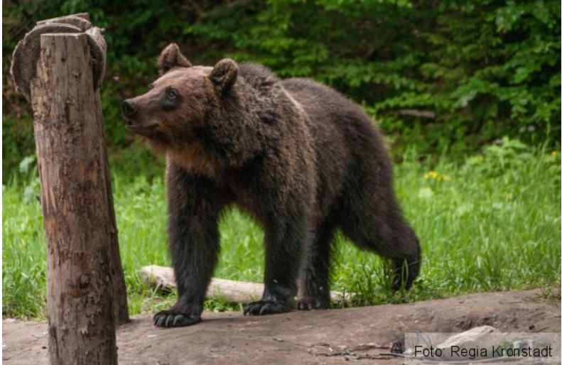 BBC: Urşi înfometaţi caută mâncare într-un oraş din România. VIDEO