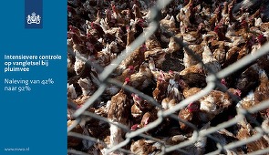 Scandalul ouălor contaminate se extinde în Olanda, care face teste asupra cărnii