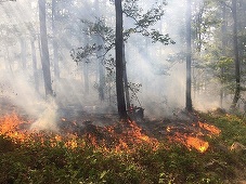 Poliţia portugheză a anunţat că a arestat 61 de suspecţi de incendieri, de la începutul anului