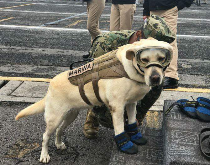 Labradorul care a salvat numeroase vieţi în Mexic, simbol al speranţei în operaţiunile de după cutremurul de marţi