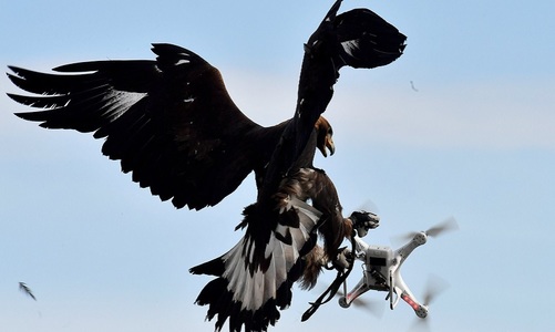 Poliţia olandeză ”concediază” vulturii dresaţi să prindă drone