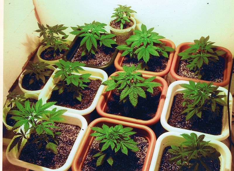 Consumul de marijuana în scop recreaţional, legal în California