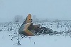 Rusia: Autorităţile cercetează câmpurile din apropierea Moscovei pentru a căuta indicii privind prăbuşirea unui avion de pasageri; cercetările ar putea dura cel puţin o zi

