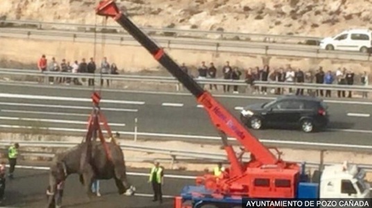 Elefanţi pe o autostradă în Murcia, în urma unui accident rutier în sud-estul Spaniei