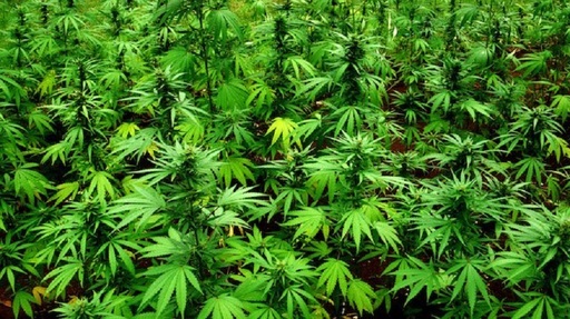Zimbabwe legalizează producţia de canbis în scopuri medicale