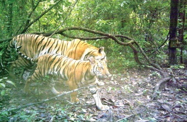 Lei, tigri şi un jaguar au evadat dintr-o grădină zoologică din vestul Germaniei; oamenii sunt sfătuiţi să rămână în case