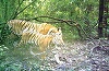 Germania: Animalele evadate de la o grădină zoologică au fost prinse; la căutări s-a folosit şi o dronă