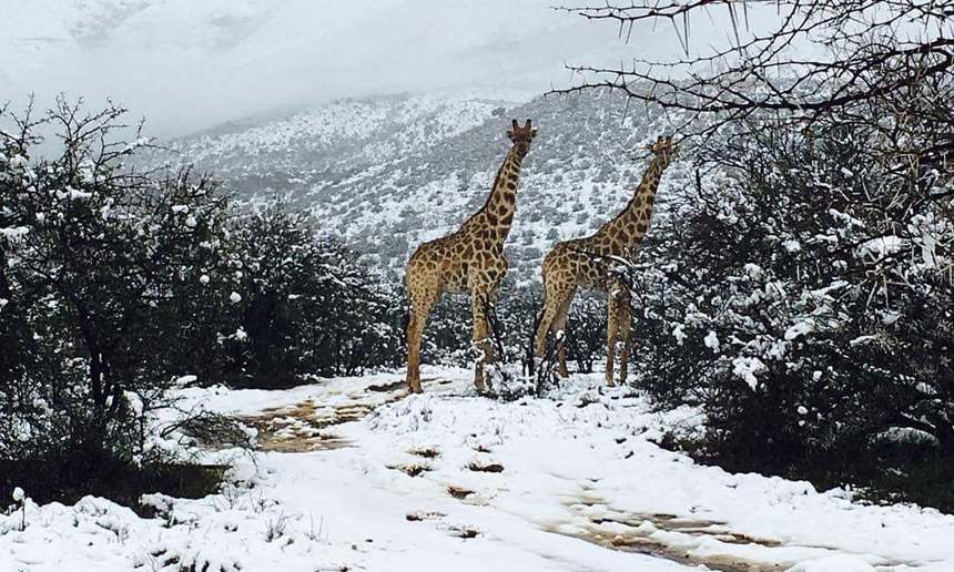 Ninsoare în Africa de Sud - girafe fotografiate în zăpadă

