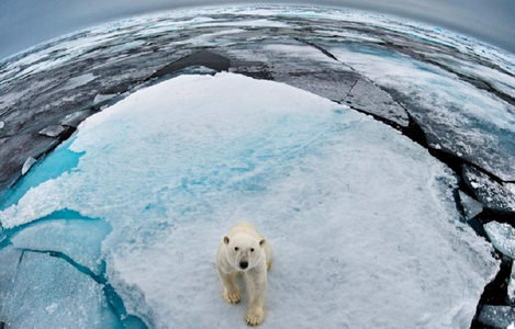 Terra a pierdut 60% dintre animalele sălbatice în 44 de ani, relevă WWF în a 12-a ediţie a raportului ”Planeta vie”