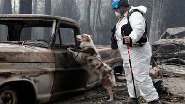 Bilanţul victimelor incendiului "Camp Fire", care devastează nordul Californiei, a crescut la 71 de morţi; peste 1.000 de persoane date dispărute