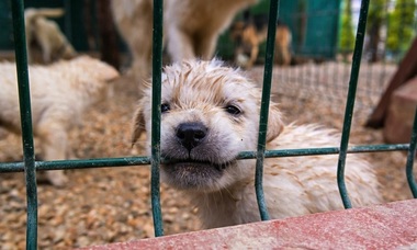Adopţia animalelor în perioada Crăciunului, interzisă în numeroase adăposturi din Germania

