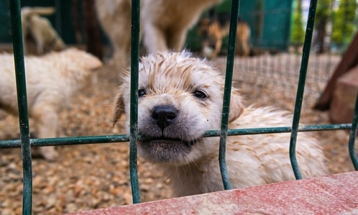 Adopţia animalelor în perioada Crăciunului, interzisă în numeroase adăposturi din Germania

