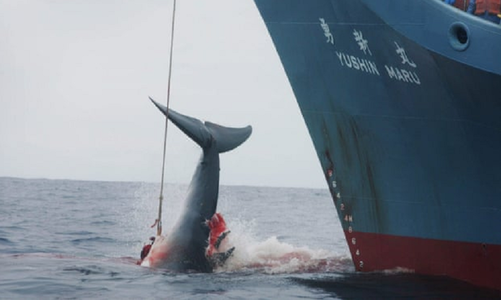 Japonia îşi anunţă retragerea din Comisia de reglementare a vânătorii balenelor (IWC) şi urmează să reia oficial vânătoarea comercială 