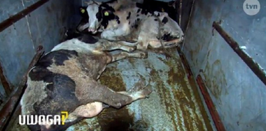 Anchetă în Polonia după exportarea a aproape trei tone de carne de vită bolnavă în zece ţări din UE, inclusiv în România; Varşovia promite să instaleze camere de luat imagini în abatoare şi să consolideze controalele sanitare; două societăţi anchetate de poliţie