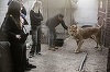 Fâşia Gaza: Zeci de animale care trăiau în condiţii improprii au fost evacuate de la Grădina Zoologică din Rafah