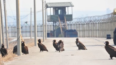 Trasee turistice, la cea mai înarmată frontieră din lume. Zona Demilitarizată coreeană, refugiu pentru specii rare
