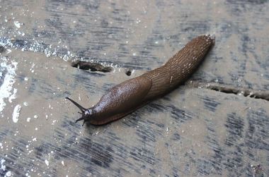 Japonia: Un melc, cauza haosului feroviar de la sfârşitul lunii trecute
