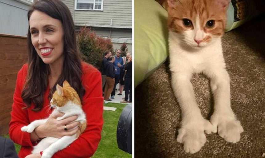 Un vecin mărturiseşte că a ucis-o accidental pe Paddles, ”prima pisică” a Noii Zeelande