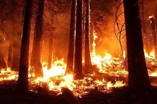 Organizaţia lui Leonardo DiCaprio a iniţiat Amazon Forest Fund şi va dona 5 milioane de dolari pentru conservarea pădurii tropicale