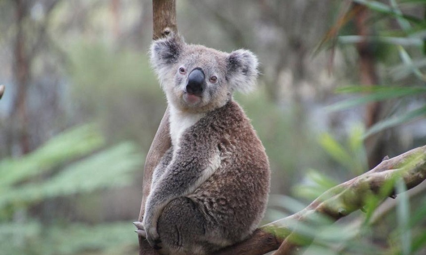 Zeci de koala, ucişi şi răniţi într-o plantaţie forestieră

