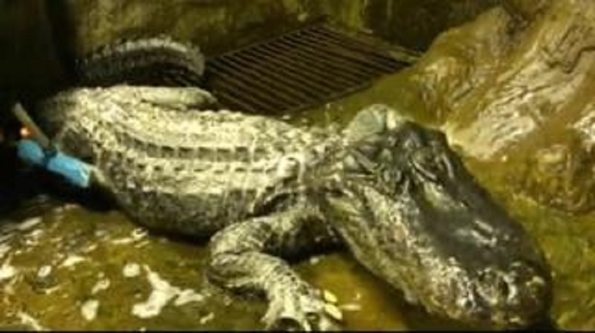 Aligatorul Saturn a murit la Grădina Zoologică din Moscova la 84 de ani