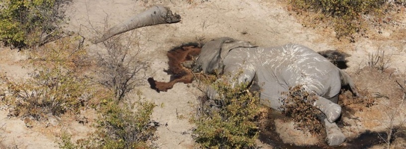 Sute de elefanţi au fost descoperiţi morţi în Botswana
