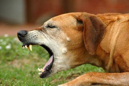 Statul indian Nagaland interzice importarea şi vânzarea cărnii de câine